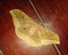 Antheraea moultoni