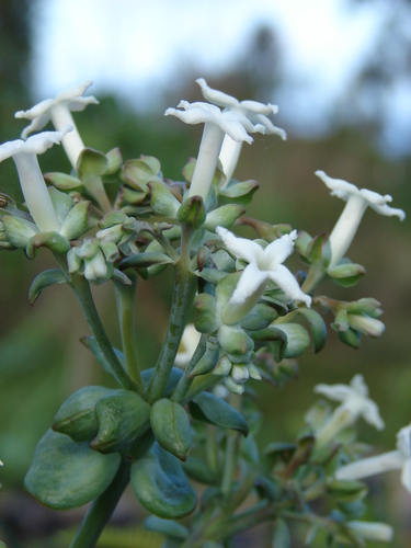 Kadua littoralis