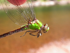 Ophiogomphus rupinsulensis
