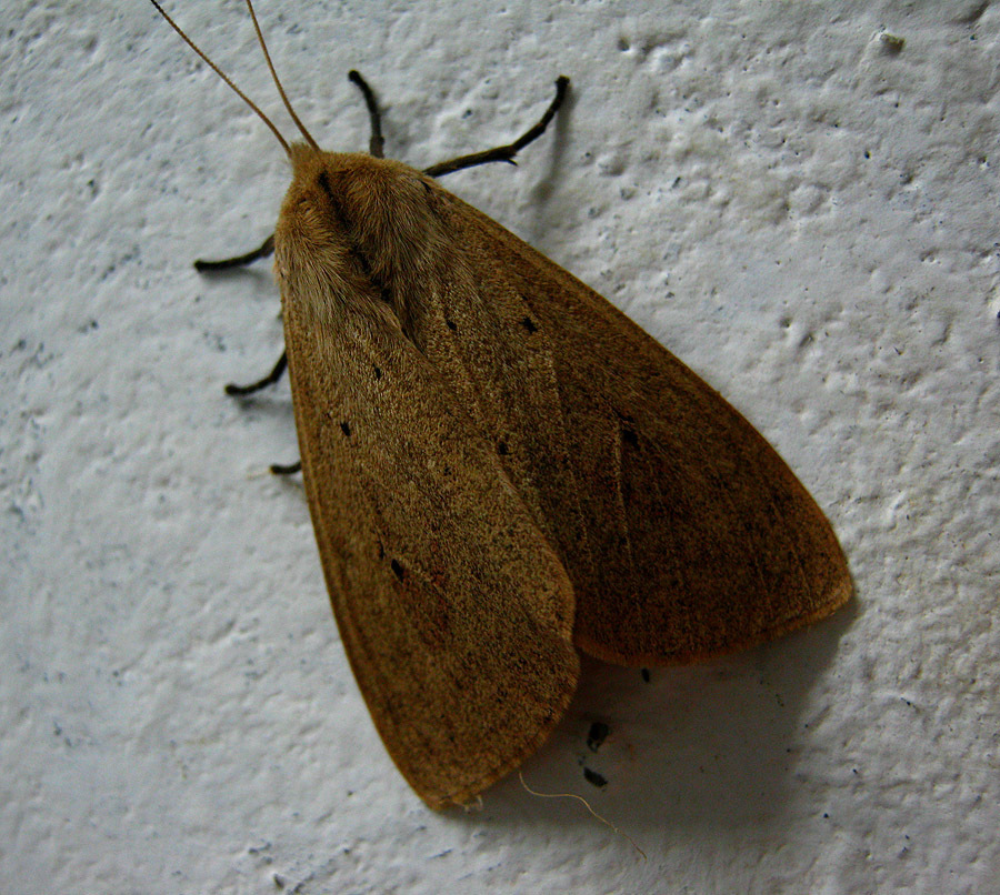 Spilosoma griseabrunnea