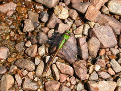 Ophiogomphus rupinsulensis