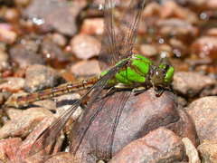 Ophiogomphus rupinsulensis