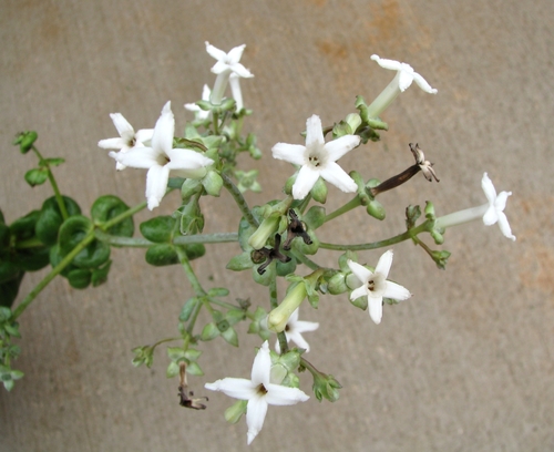 Kadua littoralis