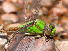 Ophiogomphus rupinsulensis