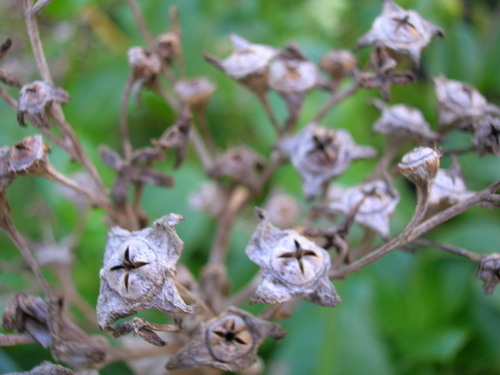 Kadua littoralis