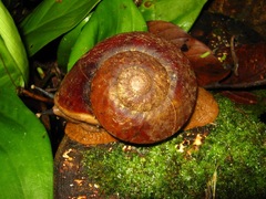 Exrhysota brookei