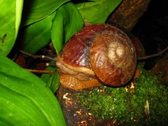 Exrhysota brookei