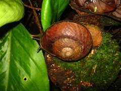 Exrhysota brookei