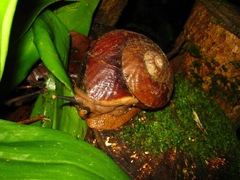 Exrhysota brookei