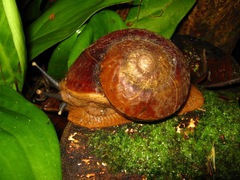 Exrhysota brookei