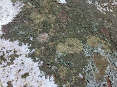 Biatora appalachensis