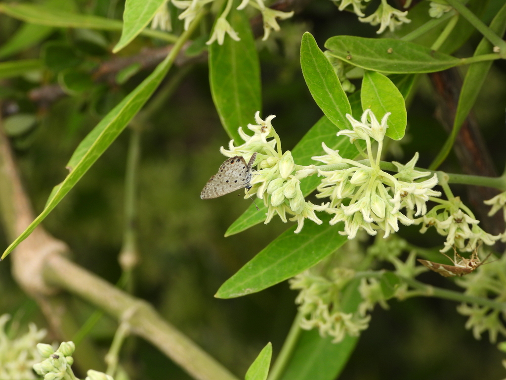 Azanus sitalces
