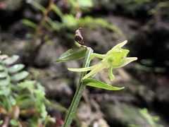 Platanthera mandarinorum