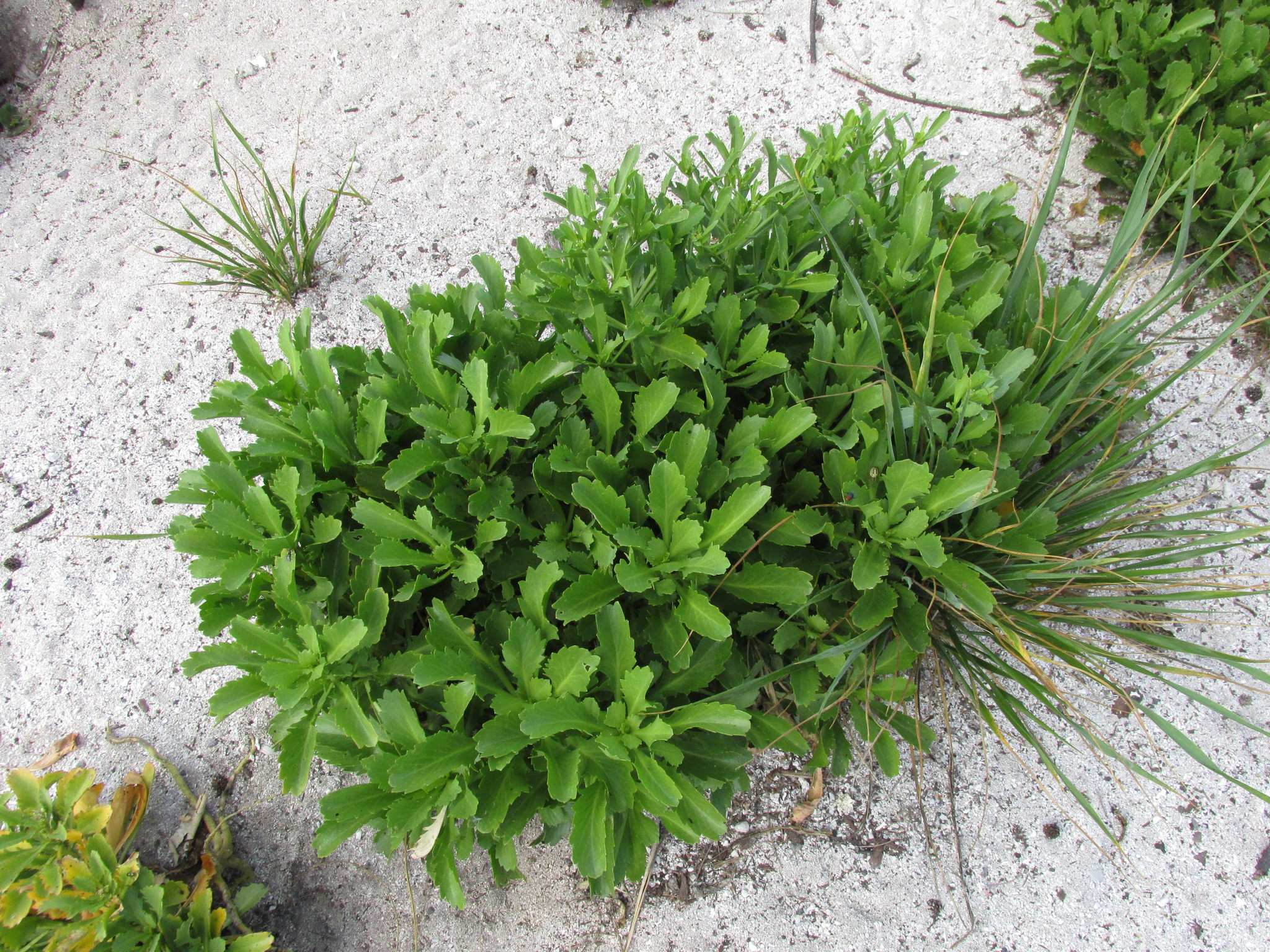 Lepidium bidentatum