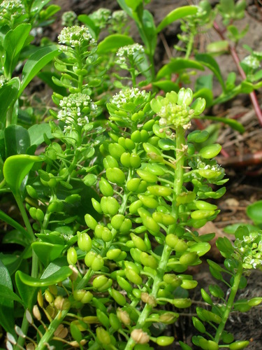 Lepidium bidentatum