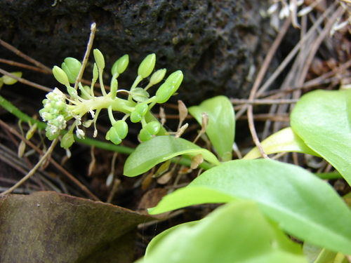 Lepidium bidentatum