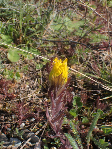 Image of Golden Indian Paintbrush (Castilleja levisecta) by no rights reserved
