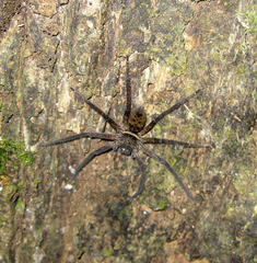 Heteropoda tetrica