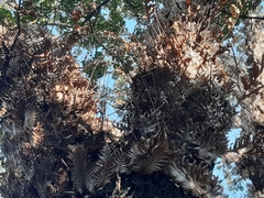 Drynaria quercifolia