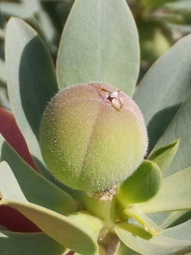 Image of Euphorbia balsamifera by no rights reserved