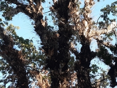 Drynaria quercifolia