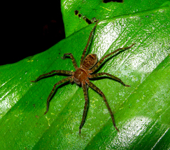 Heteropoda tetrica