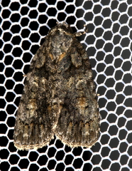 Acronicta increta