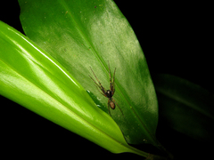 Utivarachna fukasawana
