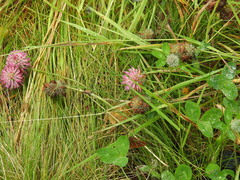 Trifolium pratense
