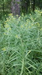 Euthamia graminifolia nuttallii