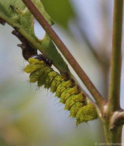 Madagascan Moon Moth