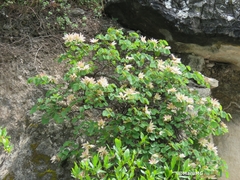 Bauhinia coulteri