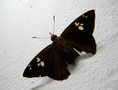 Capila phanaeus