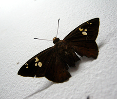 Capila phanaeus