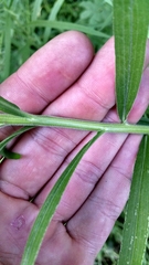 Euthamia graminifolia nuttallii
