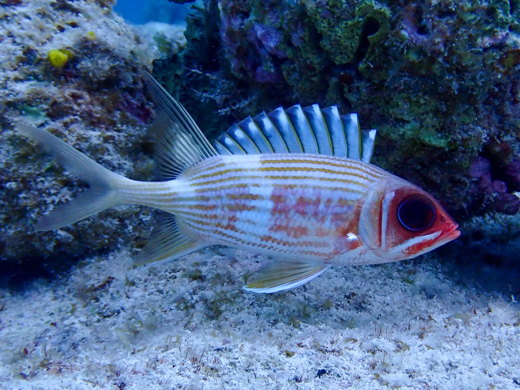 Langstekel-eekhoornvis (Holocentrus rufus) — Holocentridae