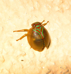 Hemisphaeriinae