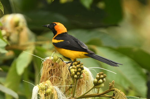 Orange-crowned Oriole (Icterus auricapillus), photo 7