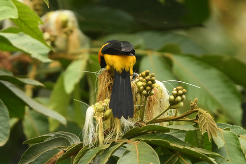 Orange-crowned Oriole (Icterus auricapillus), photo 8