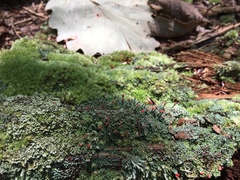 Cladonia didyma
