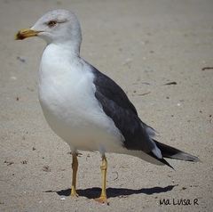 Larus fuscus