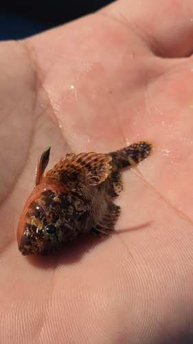 Rainbow scorpionfish (Scorpaenodes xyris) — Scorpaenidae — 2