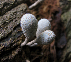 Xylaria fockei