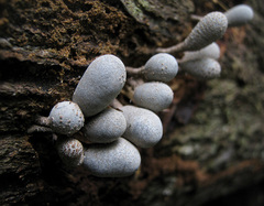 Xylaria fockei