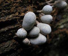 Xylaria fockei