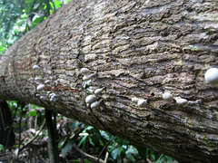 Xylaria fockei