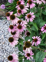 Echinacea pallida