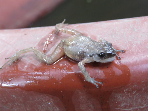 Red Peeping Frog