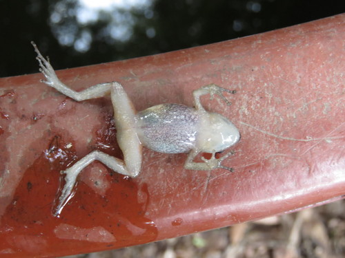 Red Peeping Frog