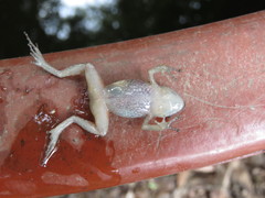 Eleutherodactylus rufescens
